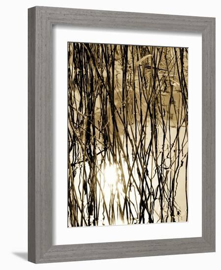 Reeds 8167-Rica Belna-Framed Giclee Print