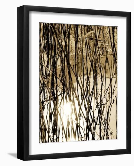 Reeds 8167-Rica Belna-Framed Giclee Print