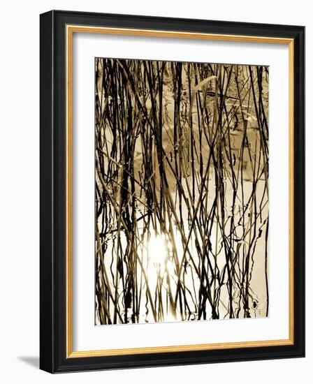 Reeds 8167-Rica Belna-Framed Giclee Print