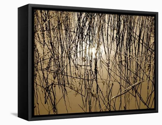 Reeds 8170-Rica Belna-Framed Premier Image Canvas