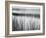 Reeds and Fog, Michigan, 1957-Brett Weston-Framed Photographic Print