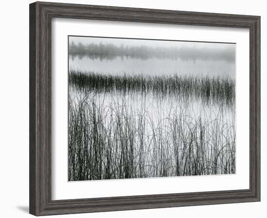 Reeds and Fog, Michigan, 1957-Brett Weston-Framed Photographic Print