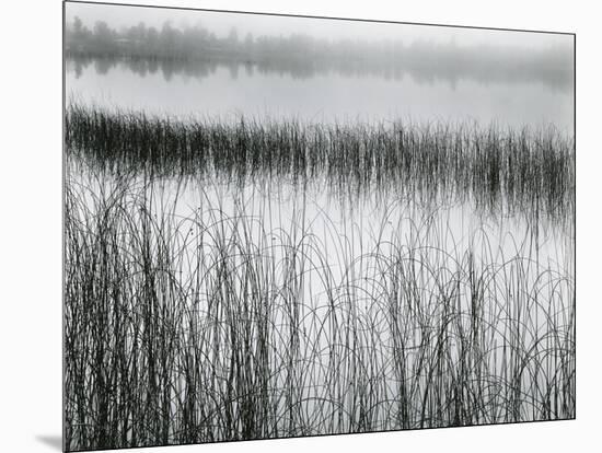 Reeds and Fog, Michigan, 1957-Brett Weston-Mounted Premium Photographic Print