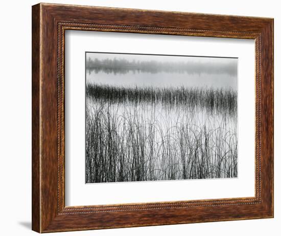 Reeds and Fog, Michigan, 1957-Brett Weston-Framed Photographic Print