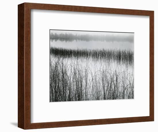 Reeds and Fog, Michigan, 1957-Brett Weston-Framed Photographic Print