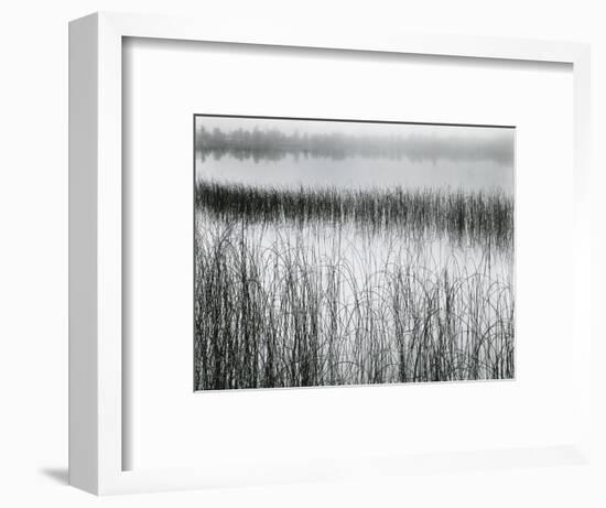 Reeds and Fog, Michigan, 1957-Brett Weston-Framed Photographic Print