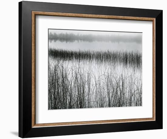 Reeds and Fog, Michigan, 1957-Brett Weston-Framed Photographic Print