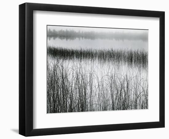 Reeds and Fog, Michigan, 1957-Brett Weston-Framed Photographic Print