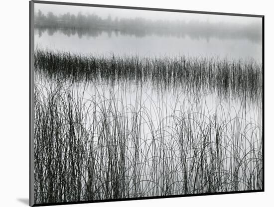 Reeds and Fog, Michigan, 1957-Brett Weston-Mounted Photographic Print