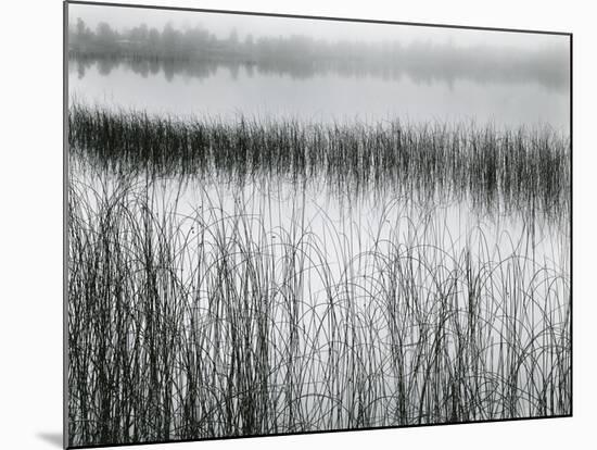 Reeds and Fog, Michigan, 1957-Brett Weston-Mounted Premium Photographic Print