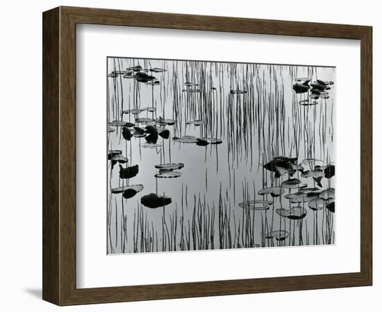 Reeds and Lily Pads, Alaska, 1977-Brett Weston-Framed Photographic Print