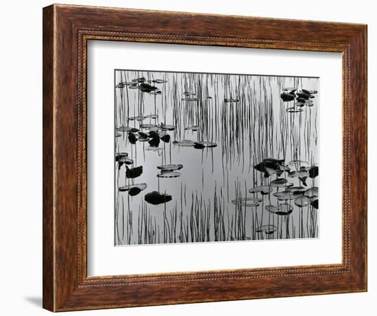 Reeds and Lily Pads, Alaska, 1977-Brett Weston-Framed Photographic Print