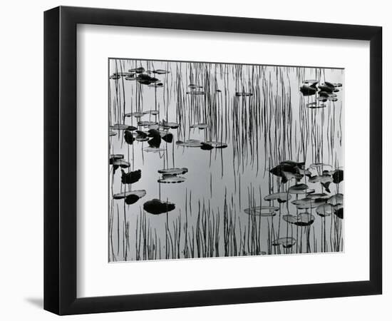 Reeds and Lily Pads, Alaska, 1977-Brett Weston-Framed Photographic Print