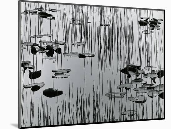 Reeds and Lily Pads, Alaska, 1977-Brett Weston-Mounted Photographic Print