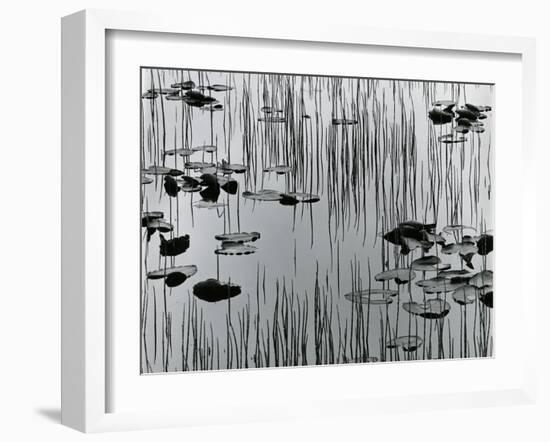 Reeds and Lily Pads, Alaska, 1977-Brett Weston-Framed Photographic Print