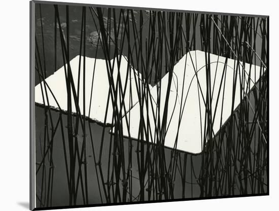 Reeds and Plastic, Norway, 1972-Brett Weston-Mounted Photographic Print