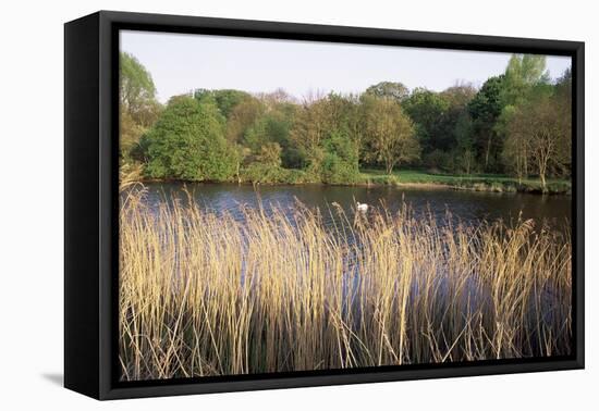 Reeds by the River Yare, Norfolk, England, United Kingdom-Charcrit Boonsom-Framed Premier Image Canvas