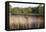 Reeds by the River Yare, Norfolk, England, United Kingdom-Charcrit Boonsom-Framed Premier Image Canvas