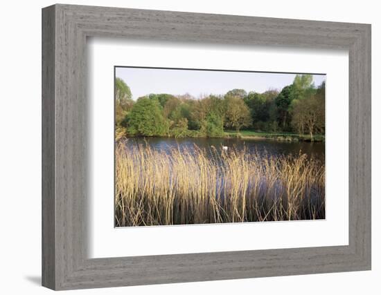 Reeds by the River Yare, Norfolk, England, United Kingdom-Charcrit Boonsom-Framed Photographic Print