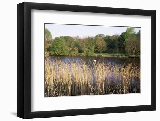 Reeds by the River Yare, Norfolk, England, United Kingdom-Charcrit Boonsom-Framed Photographic Print