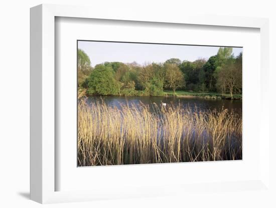 Reeds by the River Yare, Norfolk, England, United Kingdom-Charcrit Boonsom-Framed Photographic Print