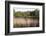 Reeds by the River Yare, Norfolk, England, United Kingdom-Charcrit Boonsom-Framed Photographic Print