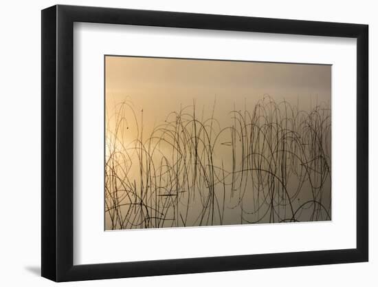 Reeds catch sunrise light on foggy morning on Spencer Lake, Whitefish, Montana, USA-Chuck Haney-Framed Photographic Print