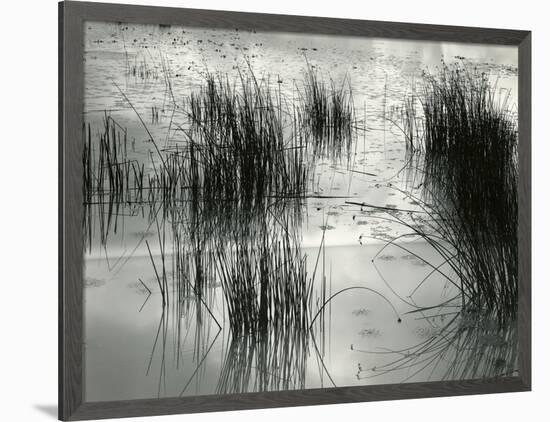 Reeds, France, 1960-Brett Weston-Framed Photographic Print
