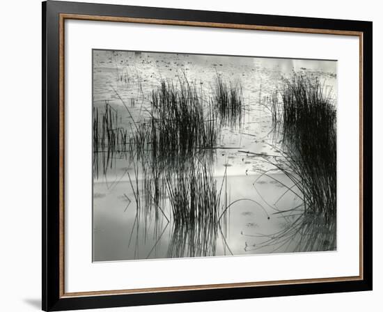 Reeds, France, 1960-Brett Weston-Framed Premium Photographic Print