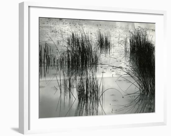 Reeds, France, 1960-Brett Weston-Framed Premium Photographic Print