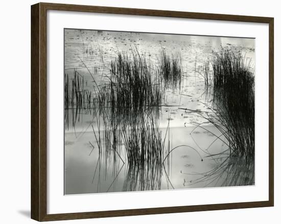 Reeds, France, 1960-Brett Weston-Framed Premium Photographic Print