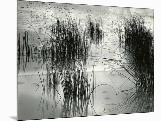 Reeds, France, 1960-Brett Weston-Mounted Premium Photographic Print