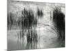 Reeds, France, 1960-Brett Weston-Mounted Premium Photographic Print