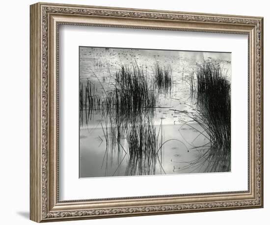 Reeds, France, 1960-Brett Weston-Framed Photographic Print