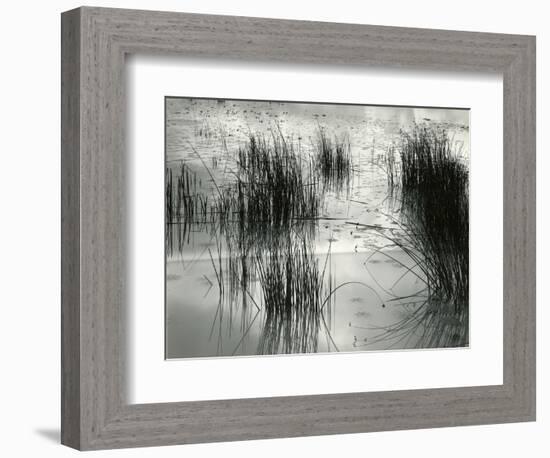 Reeds, France, 1960-Brett Weston-Framed Photographic Print