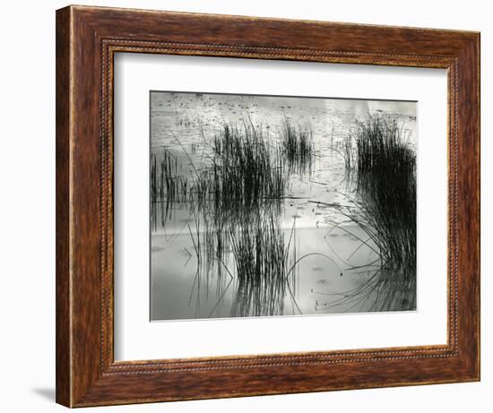 Reeds, France, 1960-Brett Weston-Framed Photographic Print