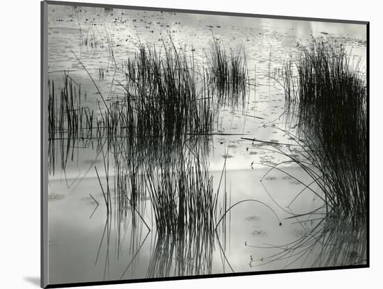 Reeds, France, 1960-Brett Weston-Mounted Photographic Print