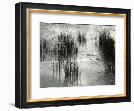 Reeds, France, 1960-Brett Weston-Framed Photographic Print