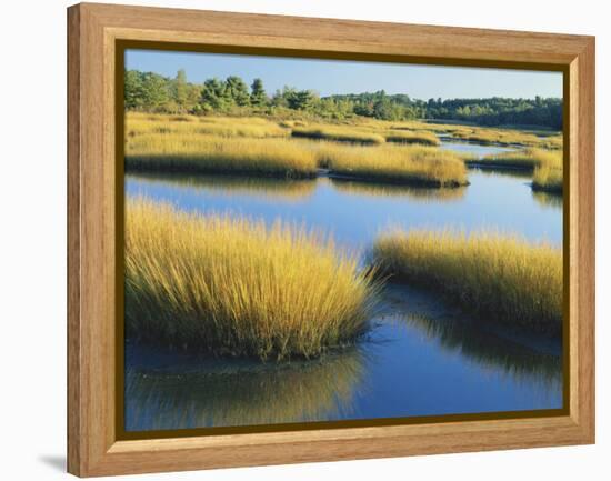 Reeds Growing in Marsh, Maine, USA-Scott T^ Smith-Framed Premier Image Canvas