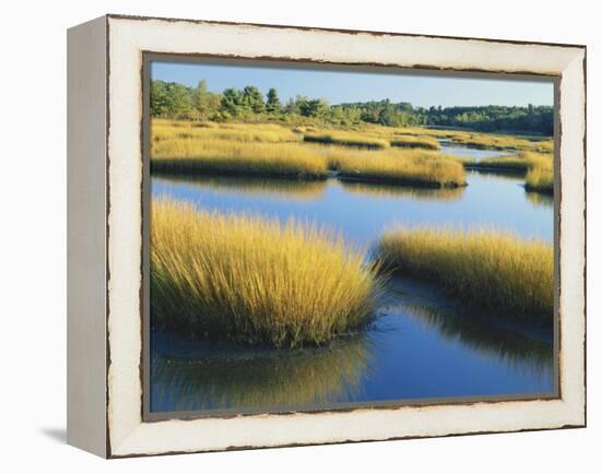 Reeds Growing in Marsh, Maine, USA-Scott T^ Smith-Framed Premier Image Canvas