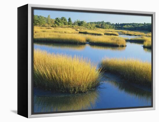 Reeds Growing in Marsh, Maine, USA-Scott T^ Smith-Framed Premier Image Canvas