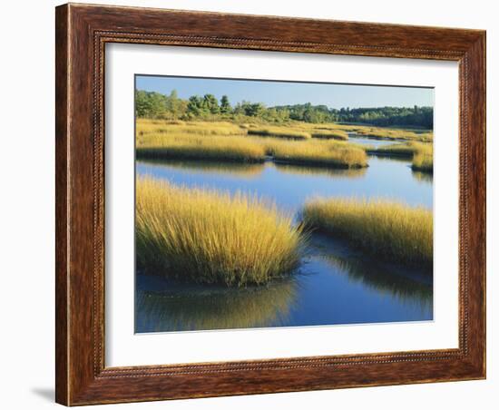 Reeds Growing in Marsh, Maine, USA-Scott T^ Smith-Framed Photographic Print