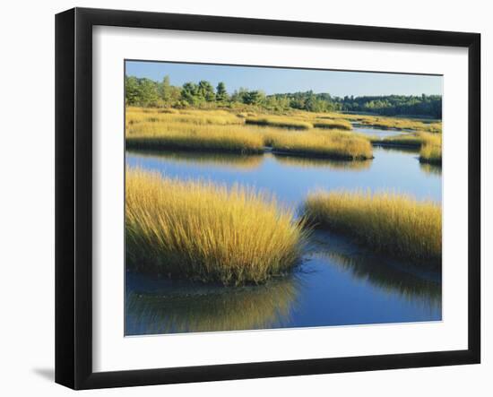 Reeds Growing in Marsh, Maine, USA-Scott T^ Smith-Framed Photographic Print