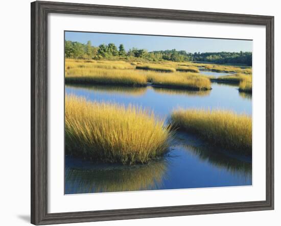 Reeds Growing in Marsh, Maine, USA-Scott T^ Smith-Framed Photographic Print