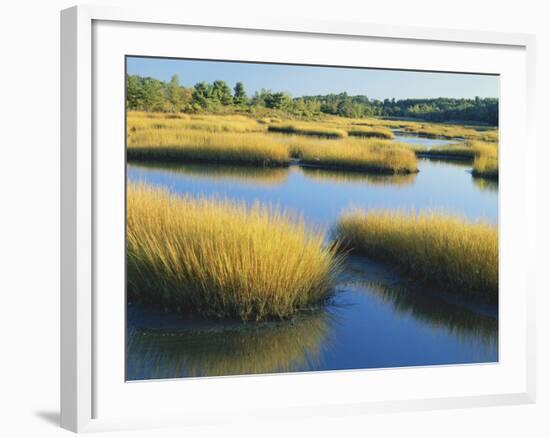 Reeds Growing in Marsh, Maine, USA-Scott T^ Smith-Framed Photographic Print