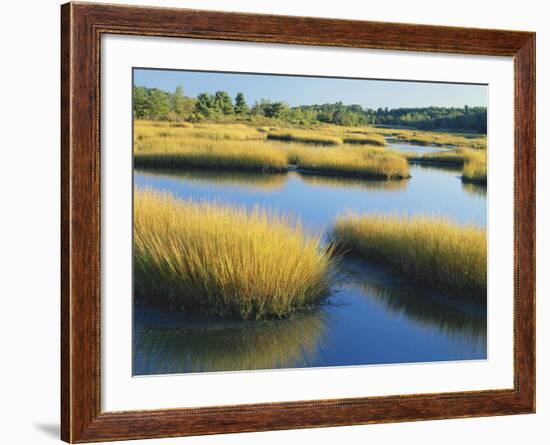 Reeds Growing in Marsh, Maine, USA-Scott T^ Smith-Framed Photographic Print