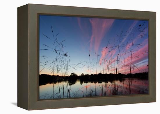 Reeds in a Pen Pond in Richmond Park Silhouetted at Sunset-Alex Saberi-Framed Premier Image Canvas