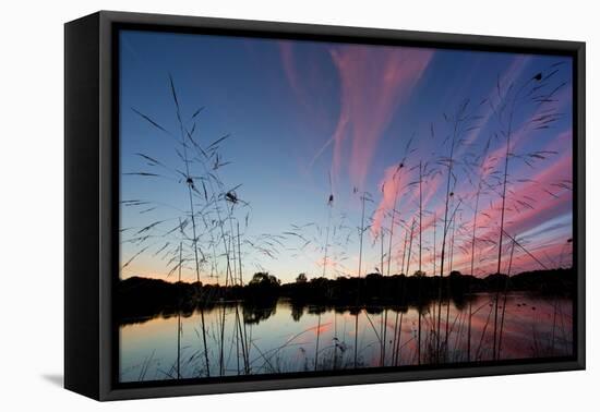 Reeds in a Pen Pond in Richmond Park Silhouetted at Sunset-Alex Saberi-Framed Premier Image Canvas