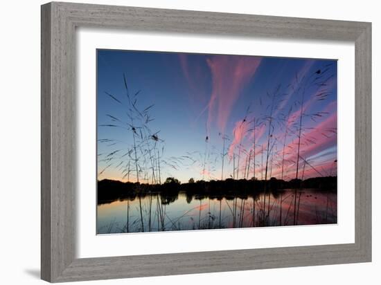 Reeds in a Pen Pond in Richmond Park Silhouetted at Sunset-Alex Saberi-Framed Photographic Print