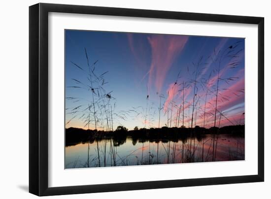 Reeds in a Pen Pond in Richmond Park Silhouetted at Sunset-Alex Saberi-Framed Photographic Print